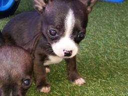 Stunning Rare Blue/tan Long Coat Chihuahua puppies. whatsapp us: