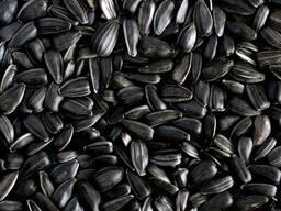Sunflower seeds