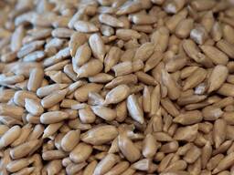 Wholesale Best Quality Raw Dried Sunflower Seeds 361 High Grade 25kg PP Bags for Human Con