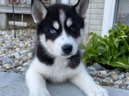 Sweet Siberian Husky Puppies. whatsapp us: