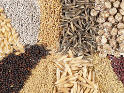 Tahıl ve sebze bitkileri tohumları - Семена зерновых и овощных культур