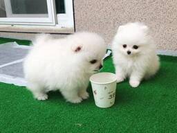 Two Awesome T-Cup Pomeranian Puppies. whatsapp us: