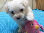 Two Teacup Maltese Puppies Need a New Family. . whatsapp us: - фото 2