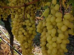 Виноград