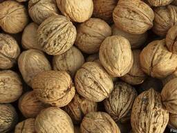 Walnut/Unshelled/