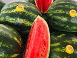 Watermelon - photo 9