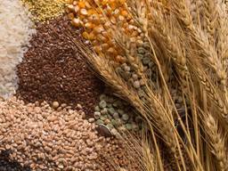 We sell cereal crops, bean cultures, oilseeds