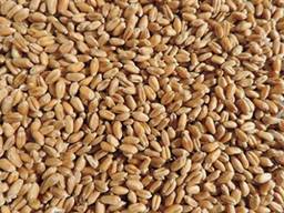 Wheat/ Buğday yumuşak 3. sınıf $450/ ton