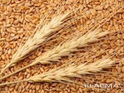 Wheat Export . Пшеница Экспорт.