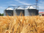 Wheat sell - photo 1