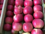 Яблоки , apple - photo 1