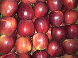 Яблоки , apple - photo 2