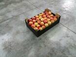 Яблоки , apple - фото 6