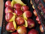 Яблоко свежее Турция - фото 2