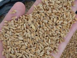 Ячмень, пшеница 3, 4 класса