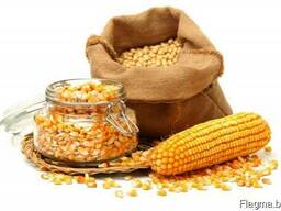 Yellow corn from Ukraine