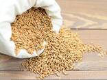 Зерно Корм Отруби Ячмень - photo 1