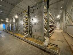 قفص دجاج البياض